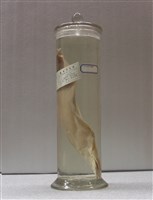 藏品(飾妝鎧甲弓背魚)的圖片